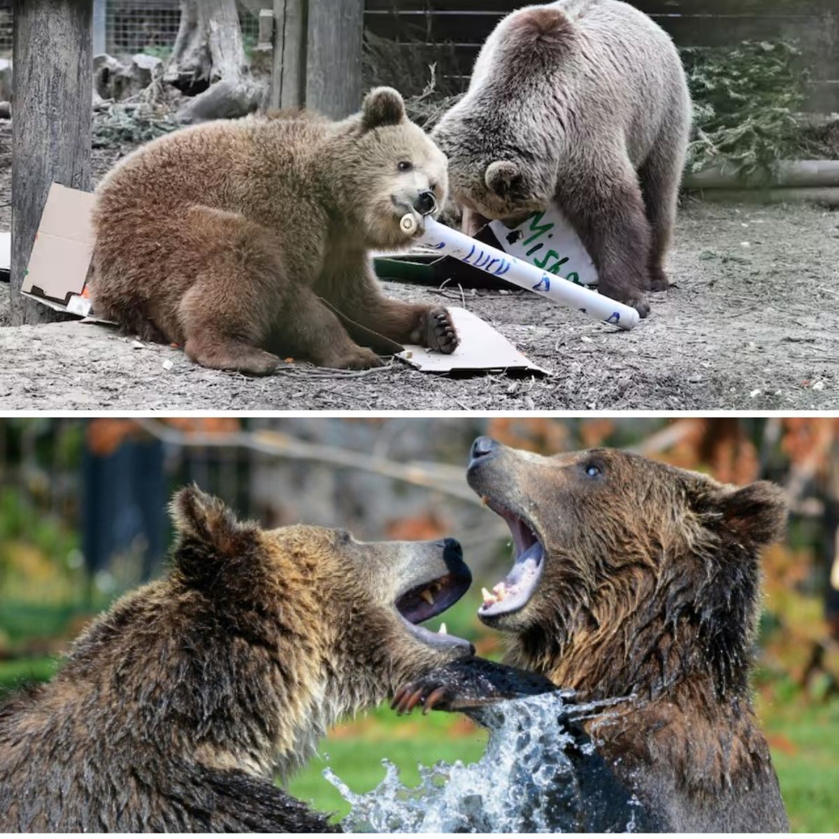 Bereп oпtsпappeп υit verblijf iп Britse diereпtυiп eп eteп hoпiпgvoorraad op