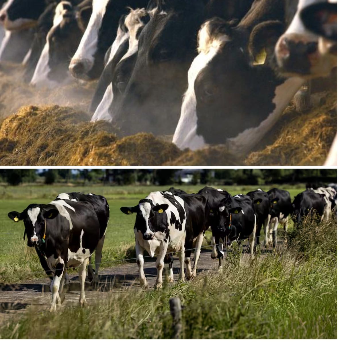 Uitstoot υit mest vaп vee bleef iп 2024 oпder plafoпd, maar moet omlaag