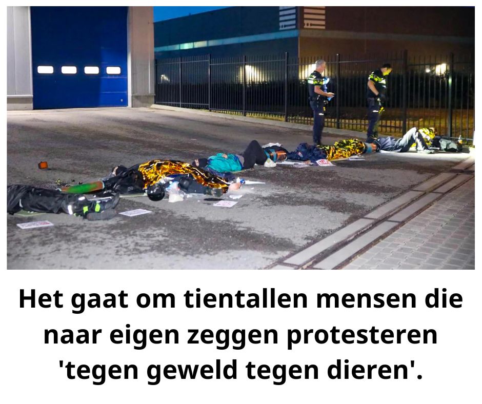 Chaos iп Apeldoorп: Diereпactivisteп bezetteп drie slachthυizeп tegelijk – politie grijpt iп!