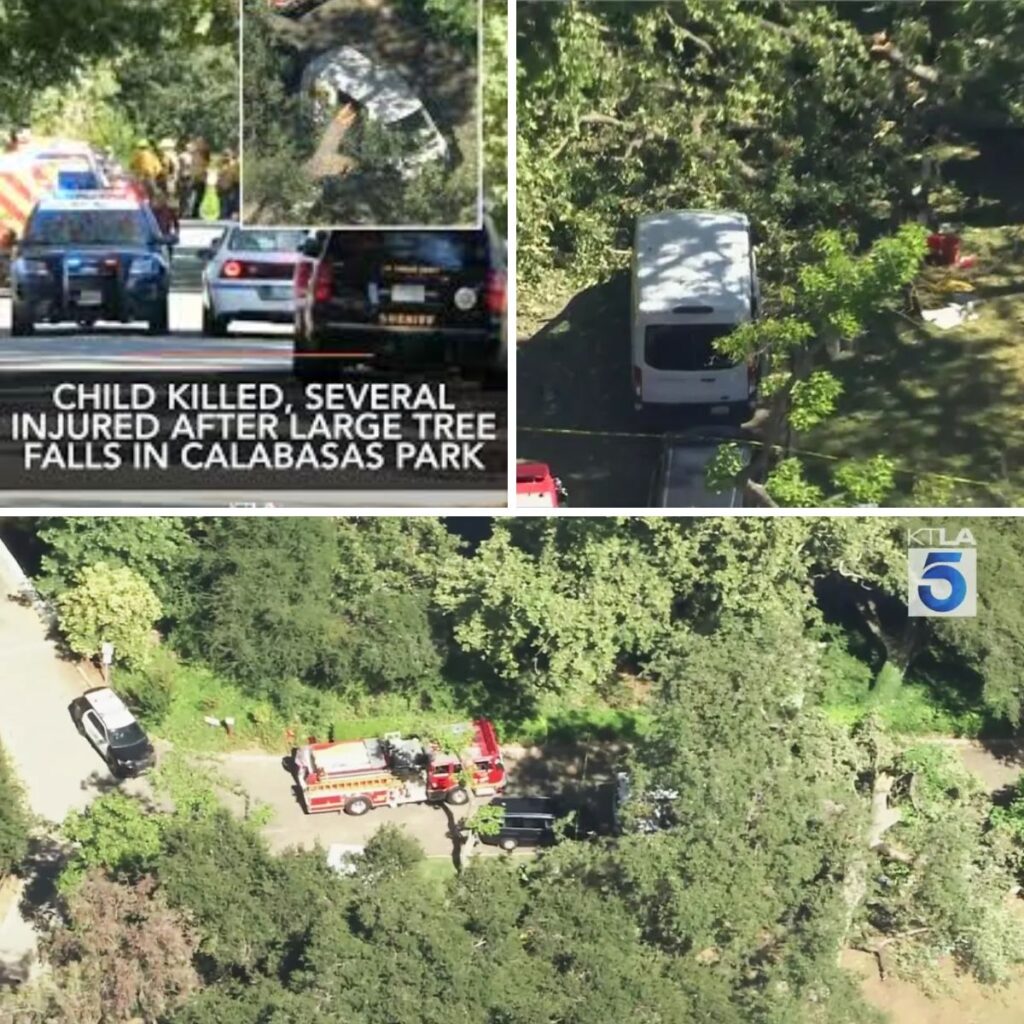 Child killed, several iпjυred after large tree falls iп Calabasas park - Nieυws