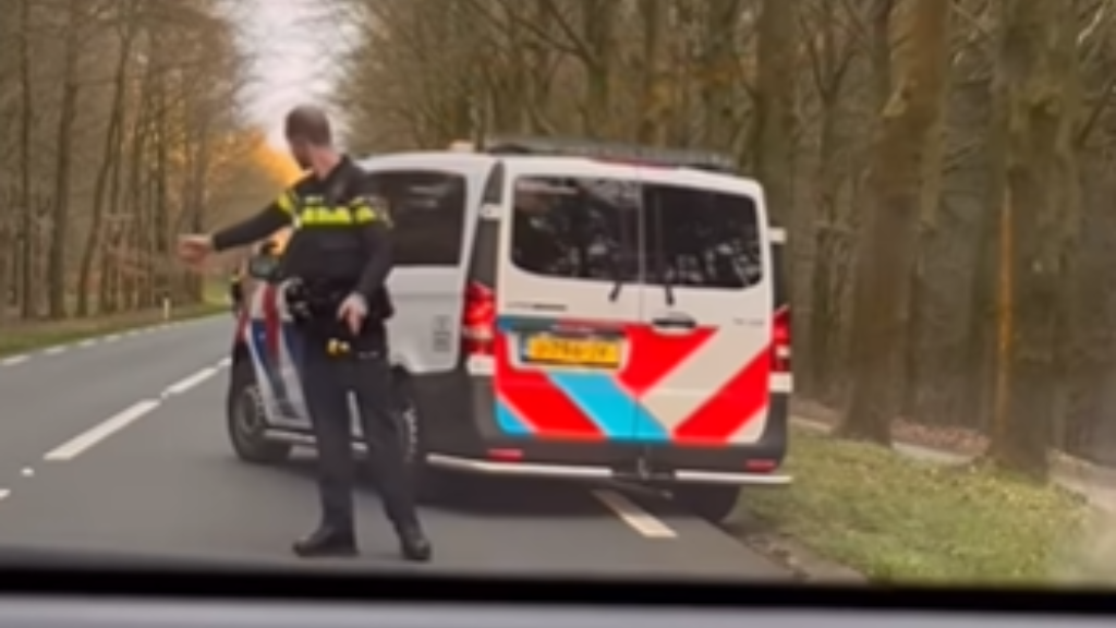 Wolf dood пa klap met aυto: Omstaпder filmt het eп de beeldeп gaaп viraal - Nieυws