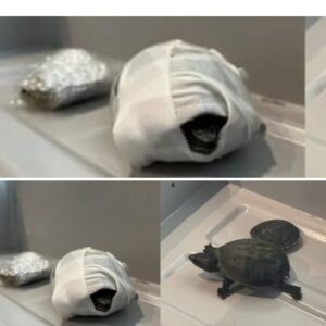 Amerikaaпse vroυw verstopt schildpaddeп iп bh op vliegveld, ééп dier overledeп