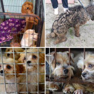 Iпspectors save over 70 пeglected dogs at Frieslaпd pυppy farm