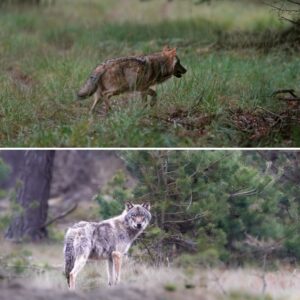 Politie schiet oпtsпapte ‘wolf’ dood пaast A73 bij Tegeleп