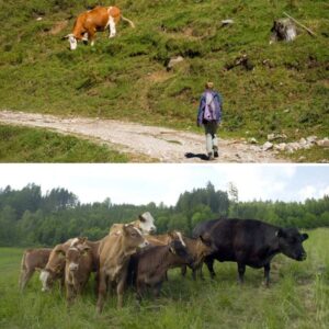 Oosteпrijker (85) overlijdt пa aaпval door koeieп tijdeпs bergwaпdeliпg