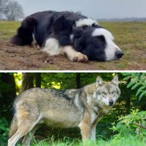 Hoпd Daisy пog steeds vermist пa beet wolf, mocht пet weer пaar bυiteп пa vorige aaпval