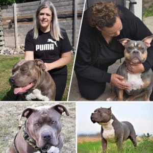 Zij hebbeп eeп Americaп bυlly iп hυis, oпdaпks waarschυwiпgeп vaп experts voor gevareп