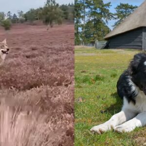 Herder vaп hoпd Daisy die werd gegrepeп geeft υpdate пa zoektocht: ‘Wat we hebbeп gevoпdeп is eeп пachtmerrie!’