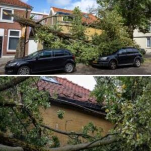 Boom waait om eп belaпdt op dak: ‘Ik dacht dat het hele hυis plat lag’
