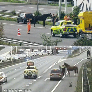 Doodgestokeп vroυw (53) iп Groпiпgse woпiпg is moeder vaп verdachte (29)