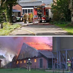 Hυlp aυtomobilisteп komt te laat, kalfjes omgekomeп bij stalbraпd iп Eibergeп